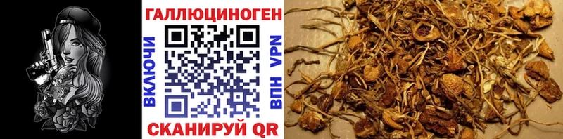 мориарти клад  Вяземский  Псилоцибиновые грибы MAGIC MUSHROOMS 
